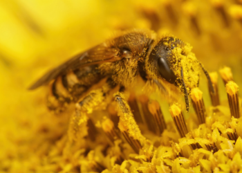 Bijenpollen: Waar Is Het Goed Voor en Hoe Gebruik Je Het?