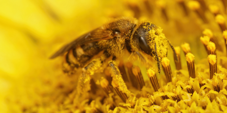 Bijenpollen: Waar Is Het Goed Voor en Hoe Gebruik Je Het?